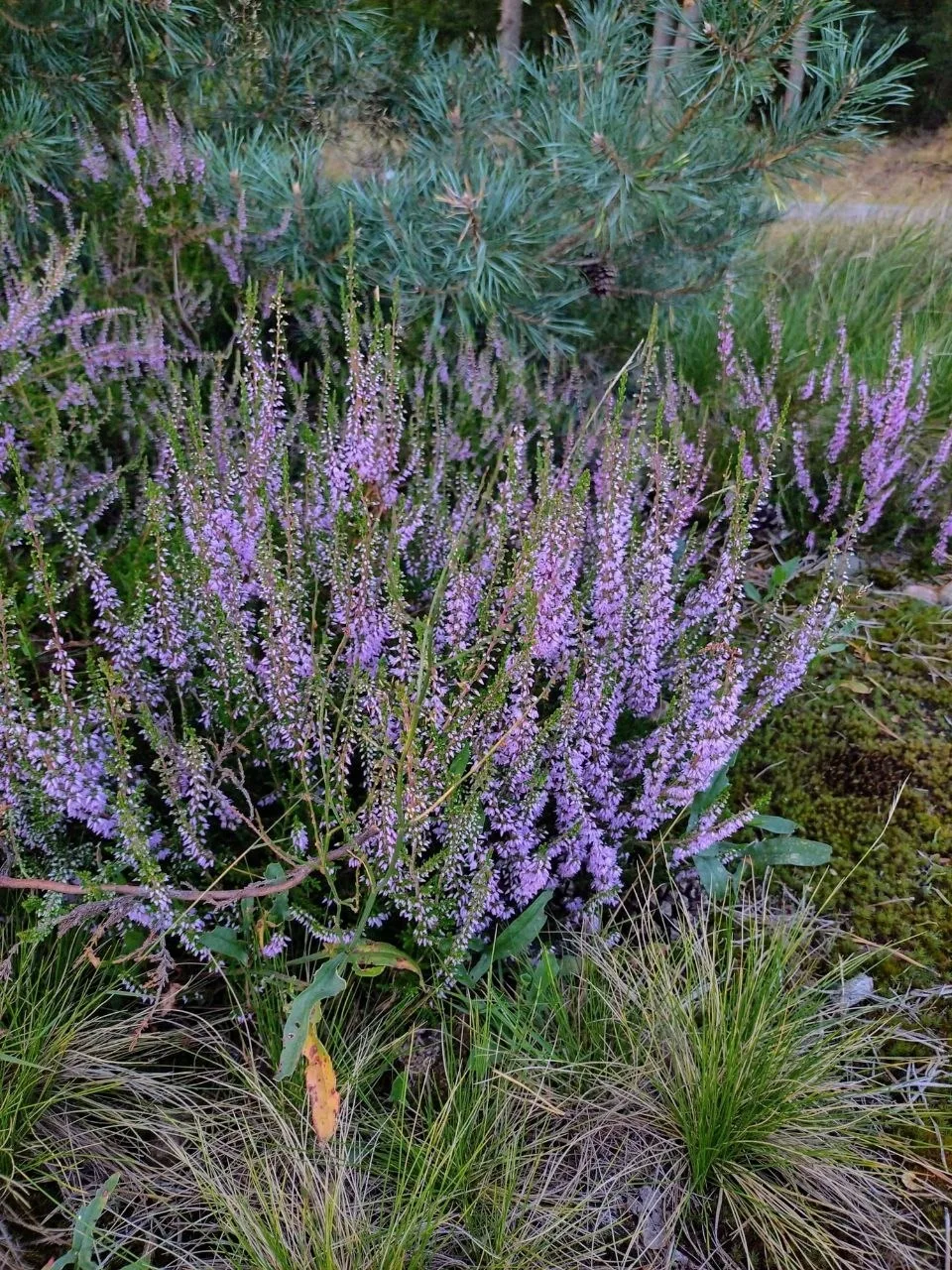 Fewo Schnuckenheide