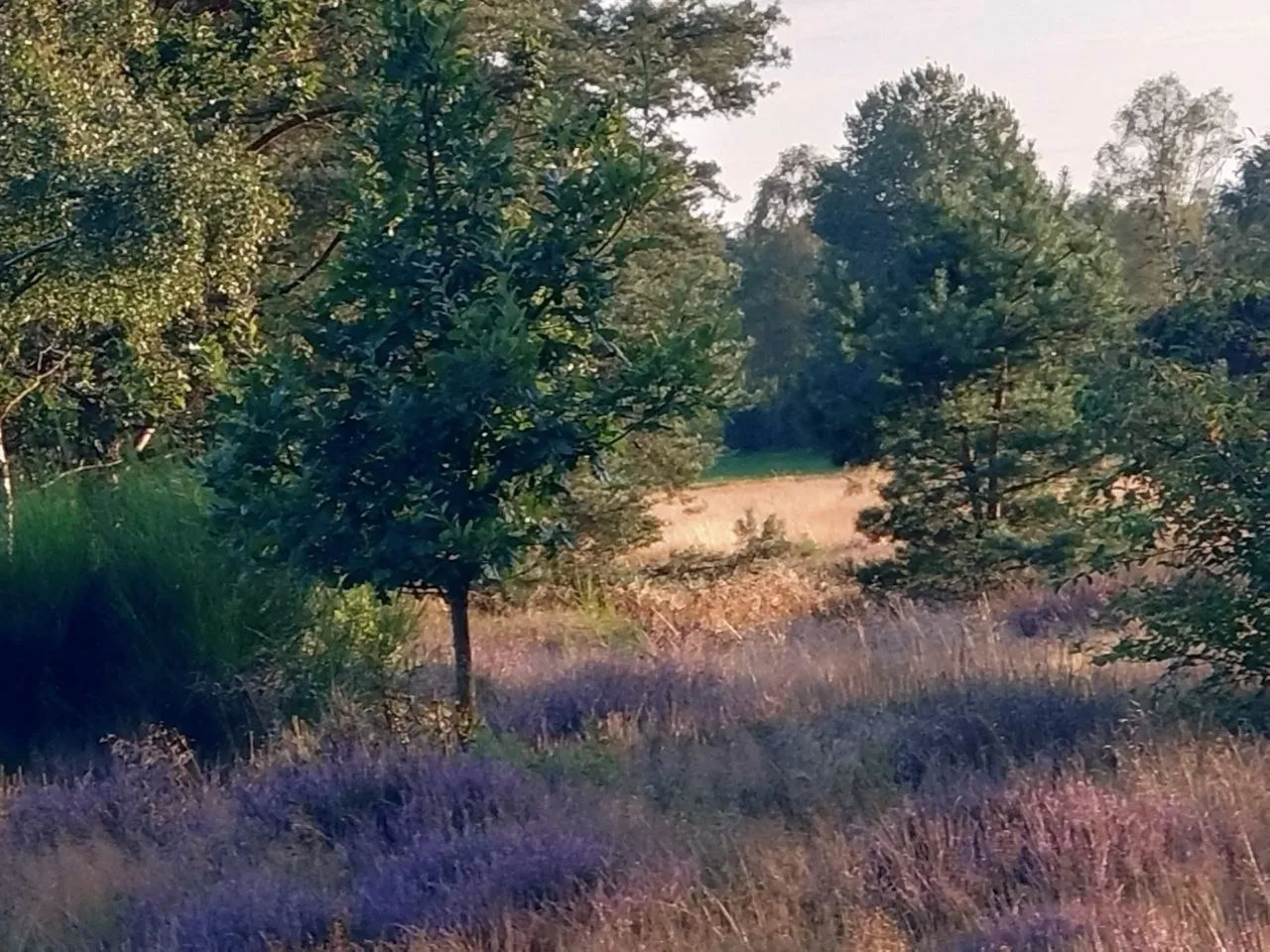 Fewo Schnuckenheide