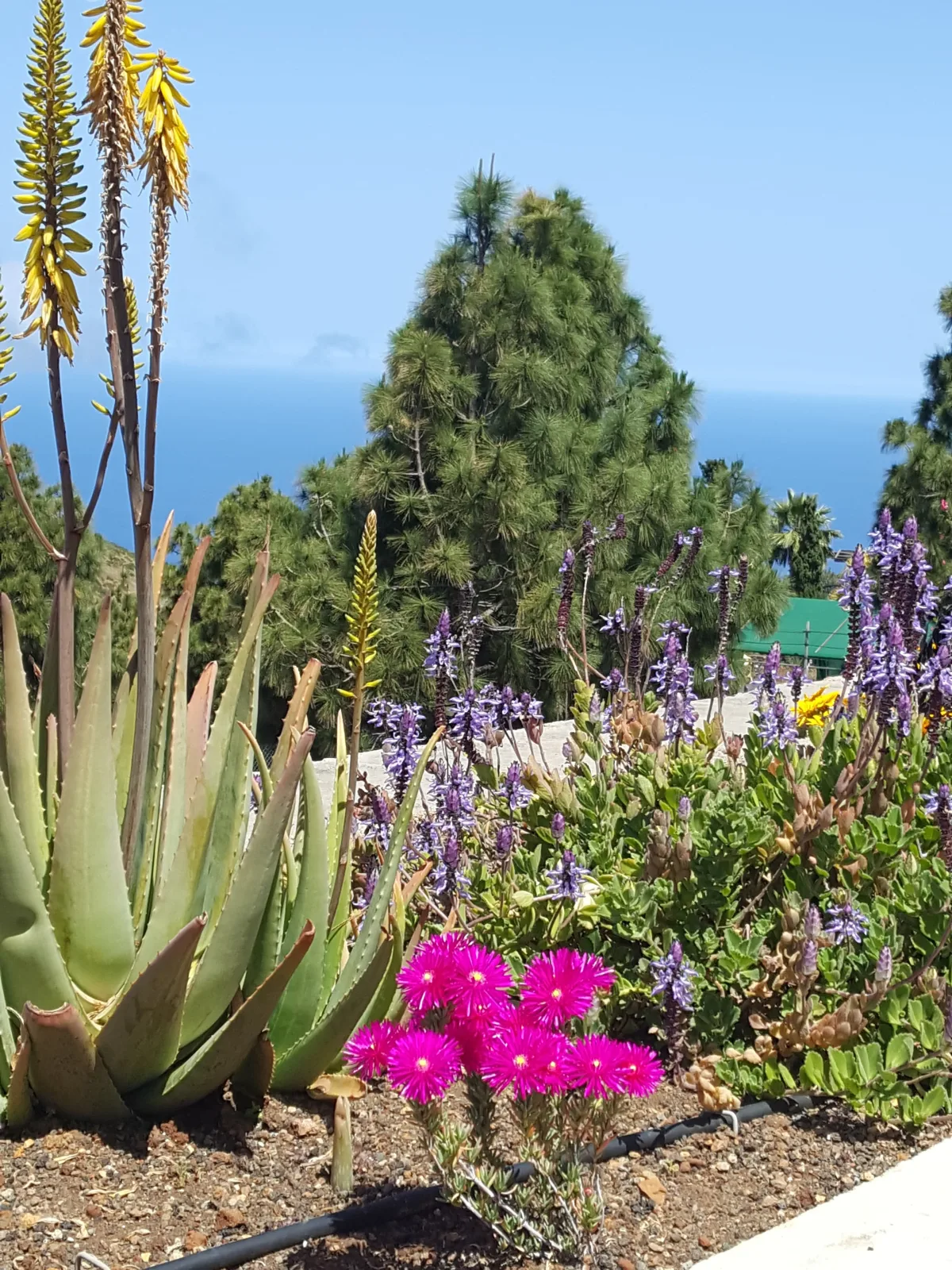 Finca La Bonita