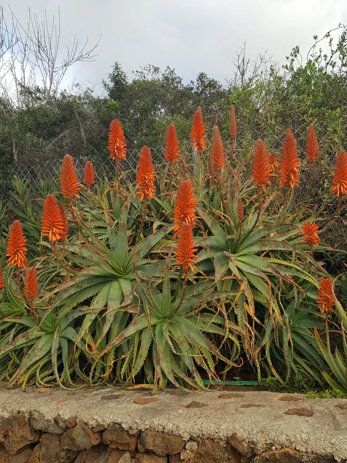 Finca La Bonita