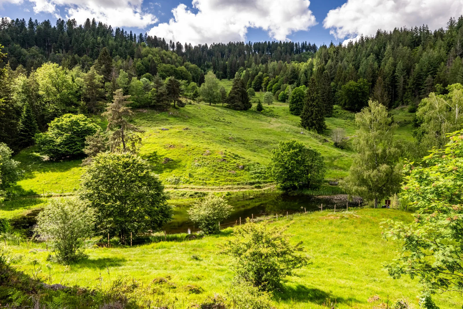 Ferienwohnung Bergzauber Schwarzwald