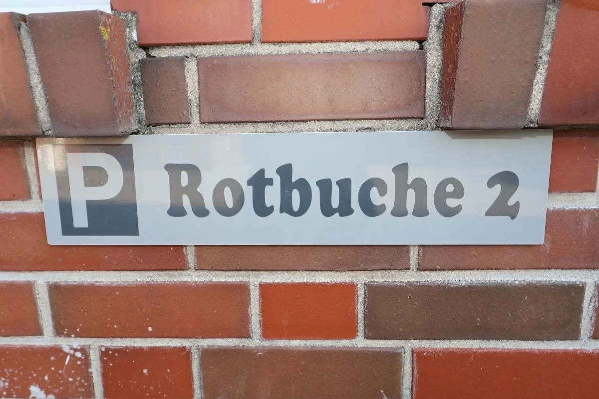 Rotbuche 2