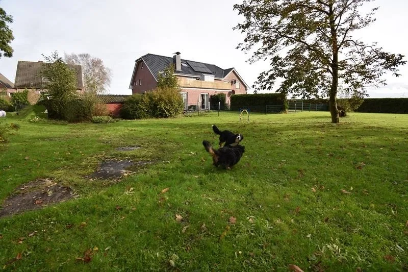 Ferienwohnung Border Collie