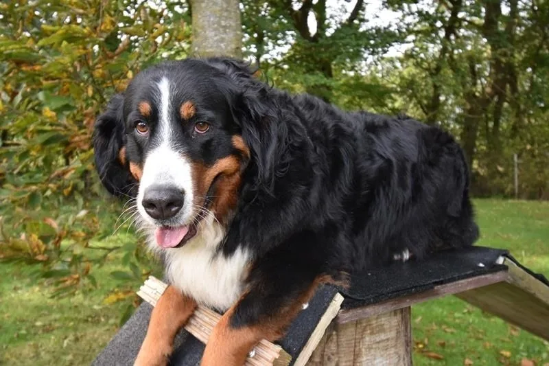 Ferienwohnung Border Collie