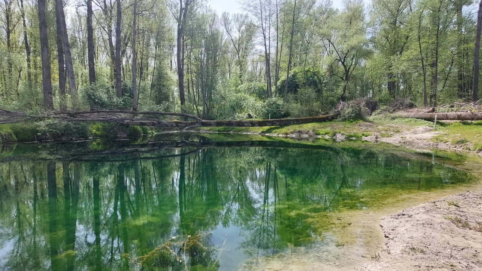 Helle, lichtdurchflutete Ferienwohnung im Herzen des Bayerischen Waldes, Nationalparknähe