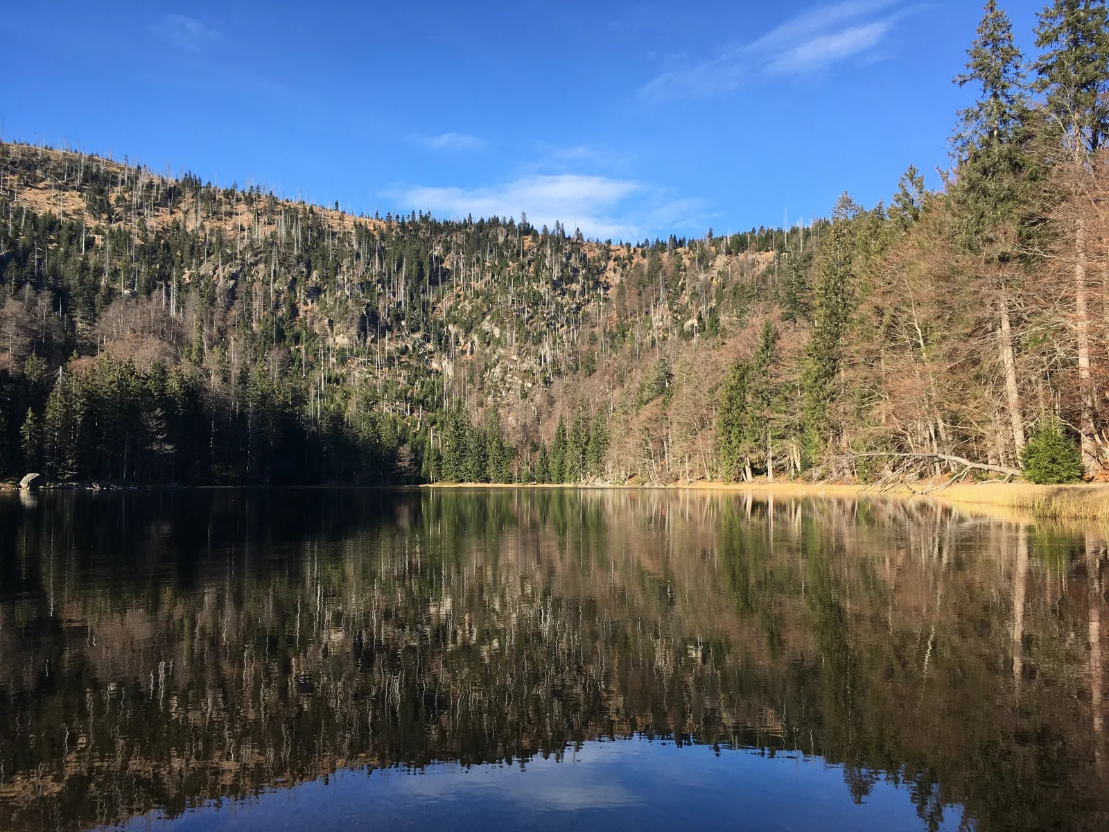 Helle, lichtdurchflutete Ferienwohnung im Herzen des Bayerischen Waldes, Nationalparknähe