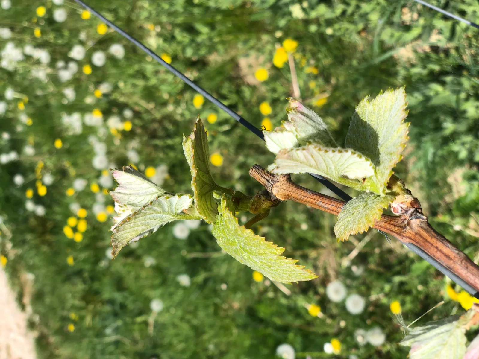 Jakobsruhe - Ferien im Weinparadies