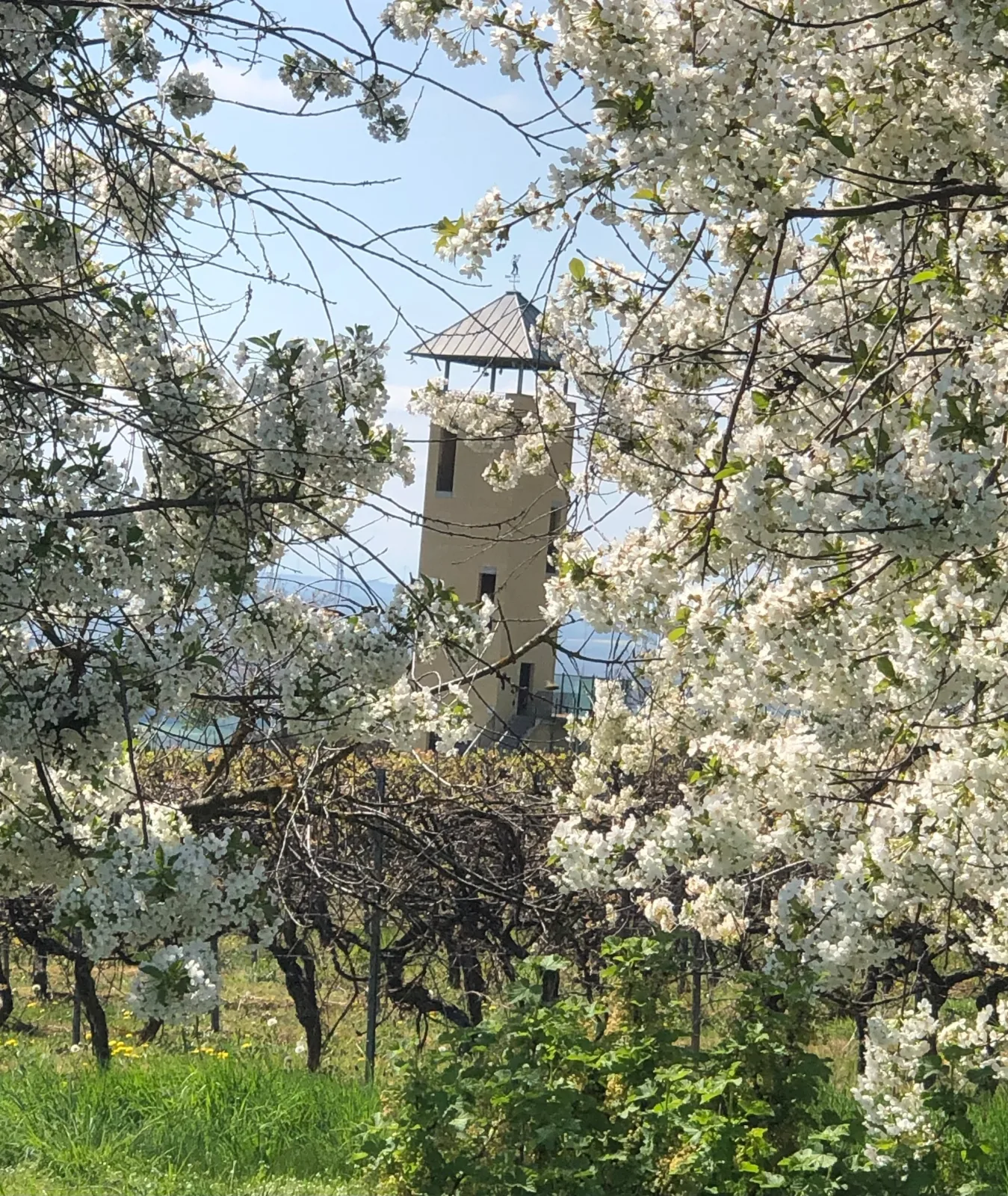 Jakobsruhe - Ferien im Weinparadies