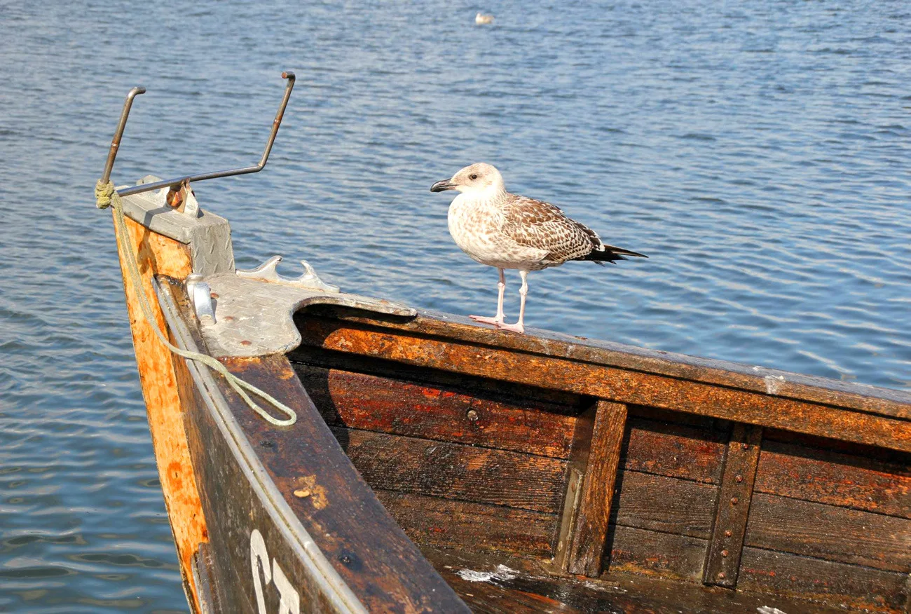 Haushälfte Fischerblick