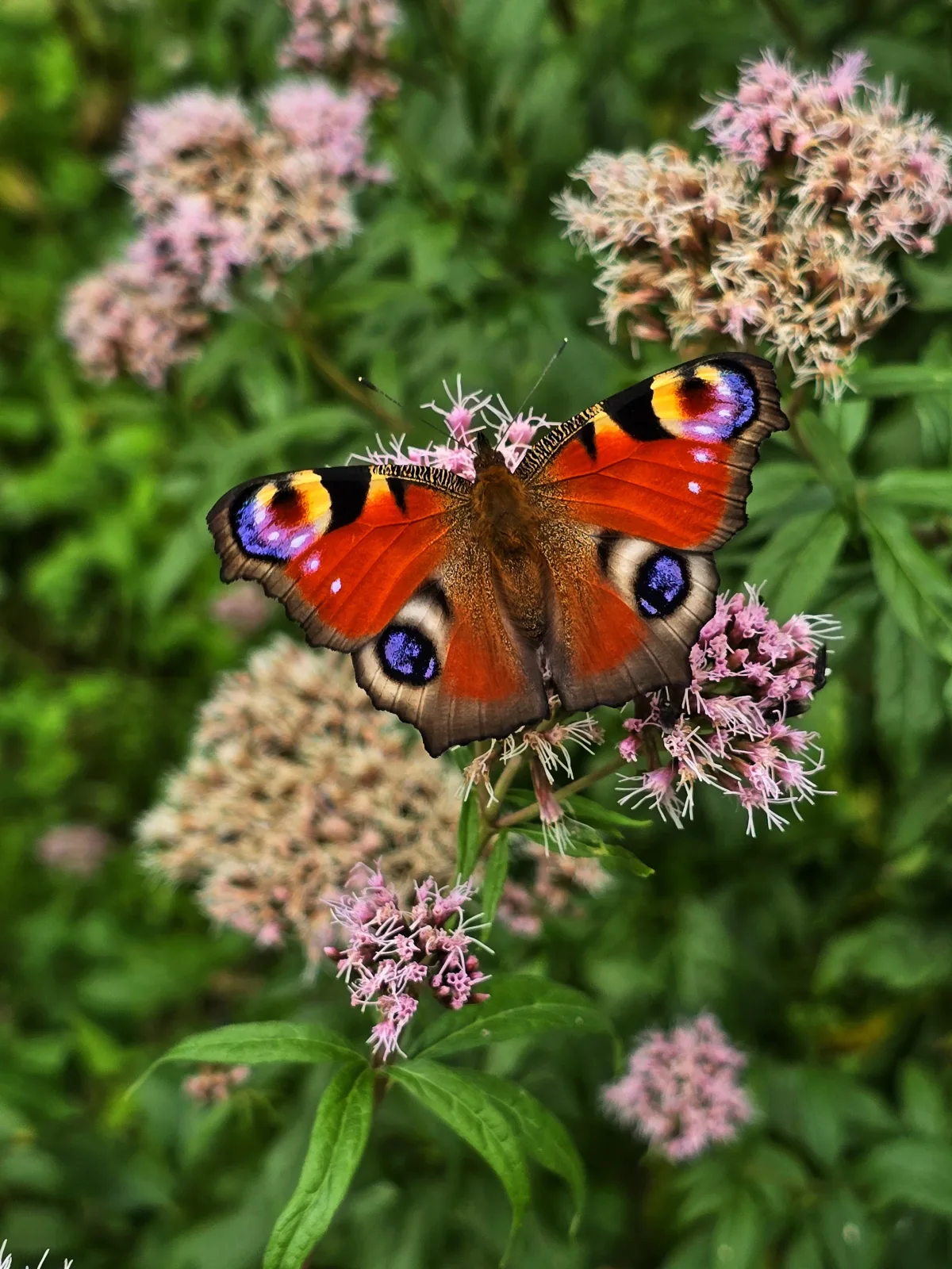 GARTENBLICK (Ferienwohnungen Dorfliebe Dörnberg)