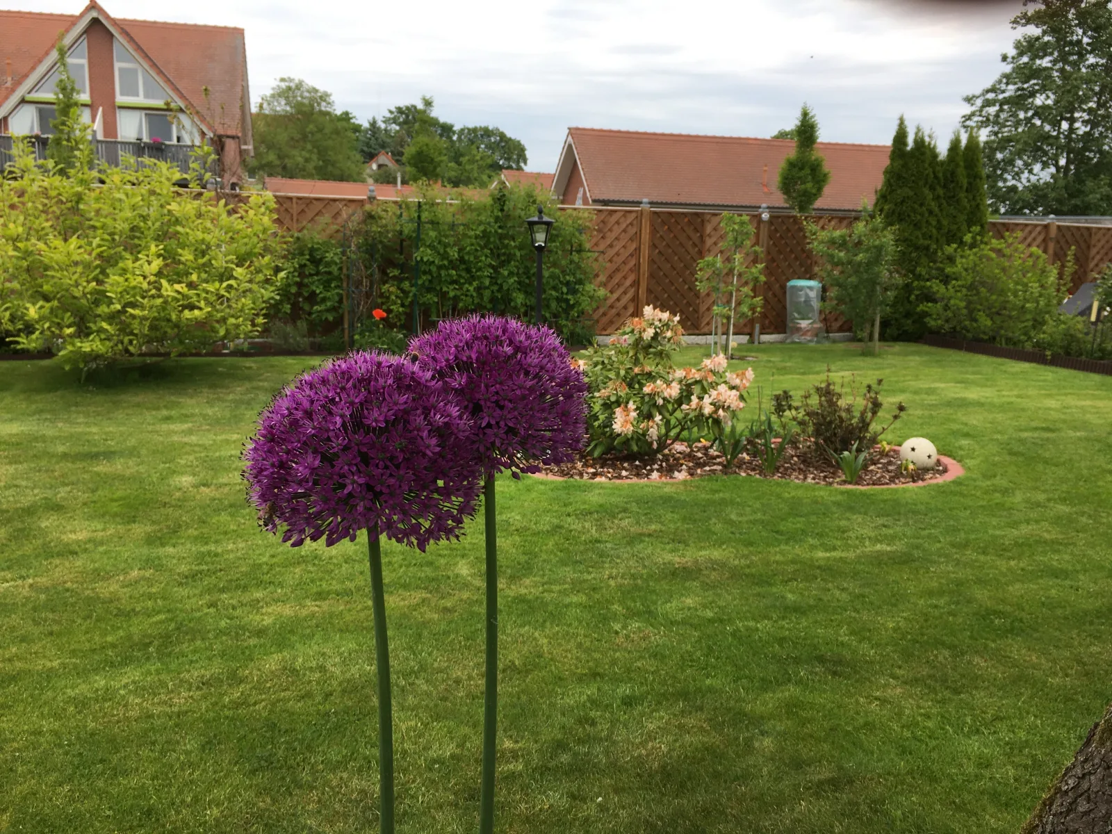 Kleine Sonnenblume