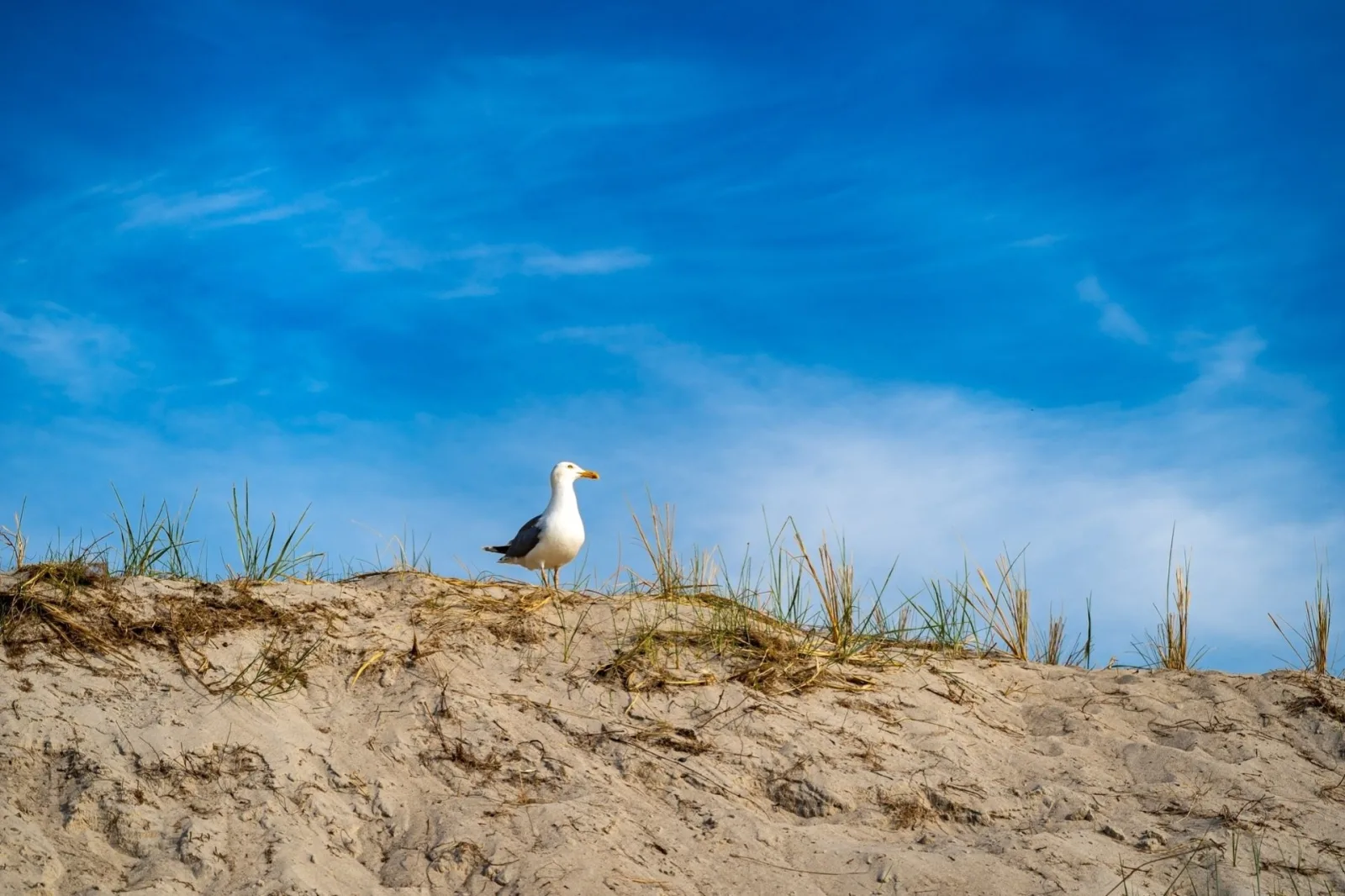 FeWo "Freude" im Strandhaus Düne 19