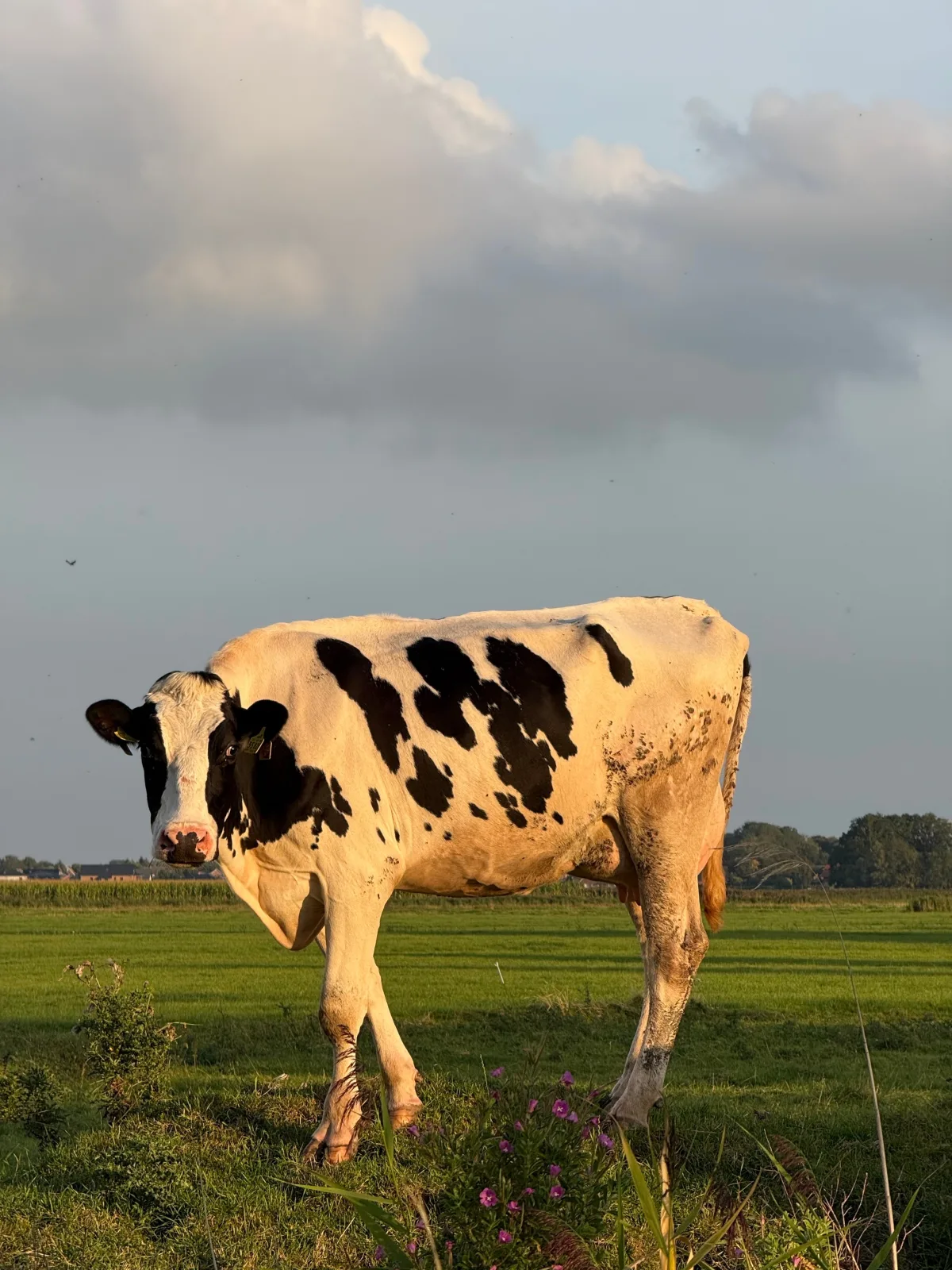 Neues Feriendomizil Krabbenkoje - Nordseeurlaub  mit großem Balkon im idyllischen Butjadingen