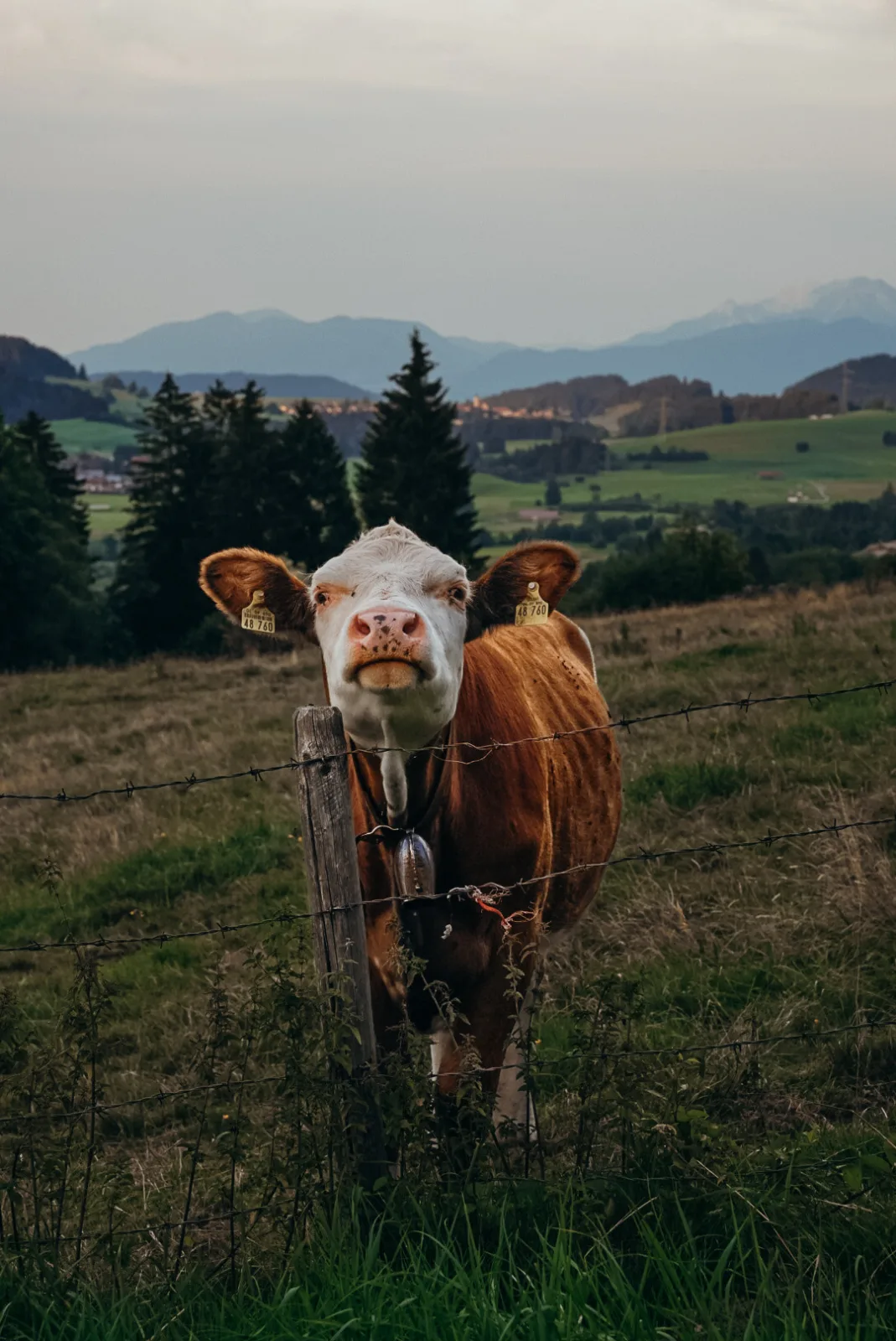 NEU FeWo Rottachblick