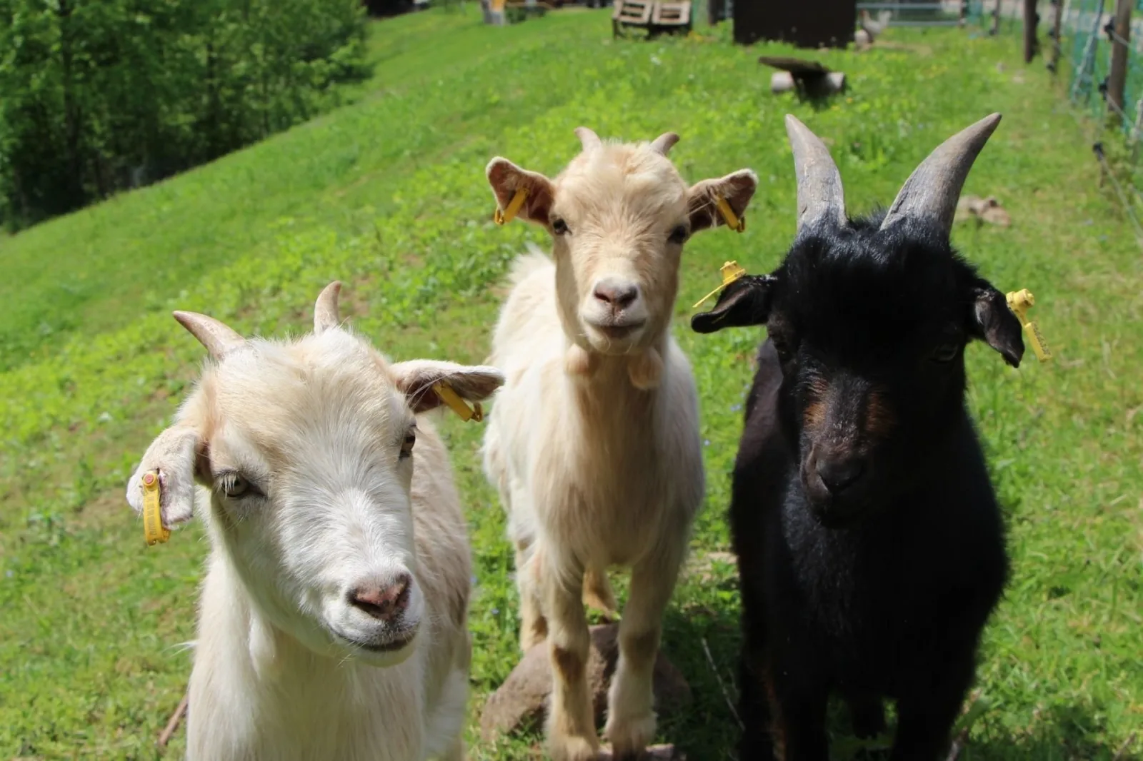 Blumenwiese