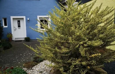 Das blaue Haus