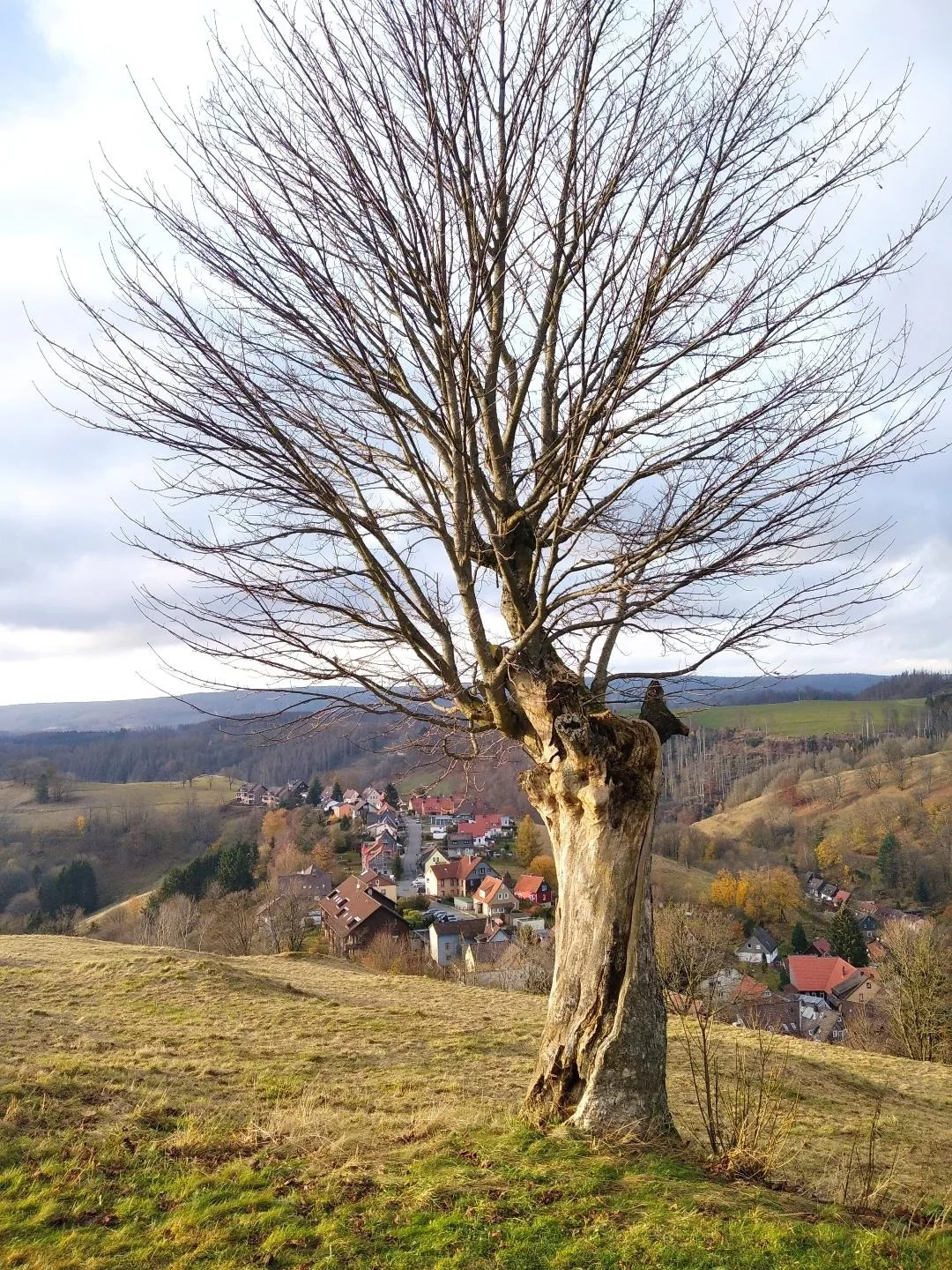 Ferienwohnung am Glockenberg | Sankt Andreasberg | Harz