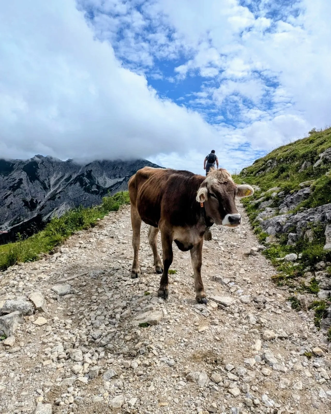 Leas Alpennest