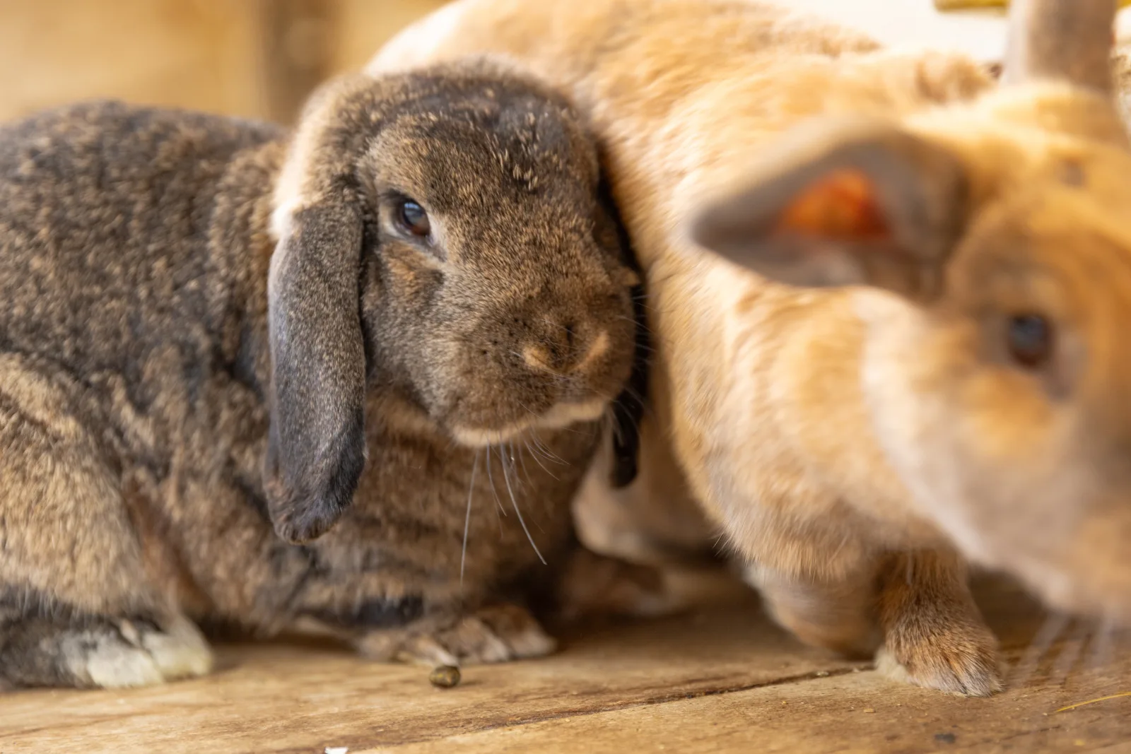 Familienfreundliches Mehrbettzimmer am Bauernhof mit Frühstück & Hoftieren, Zirm