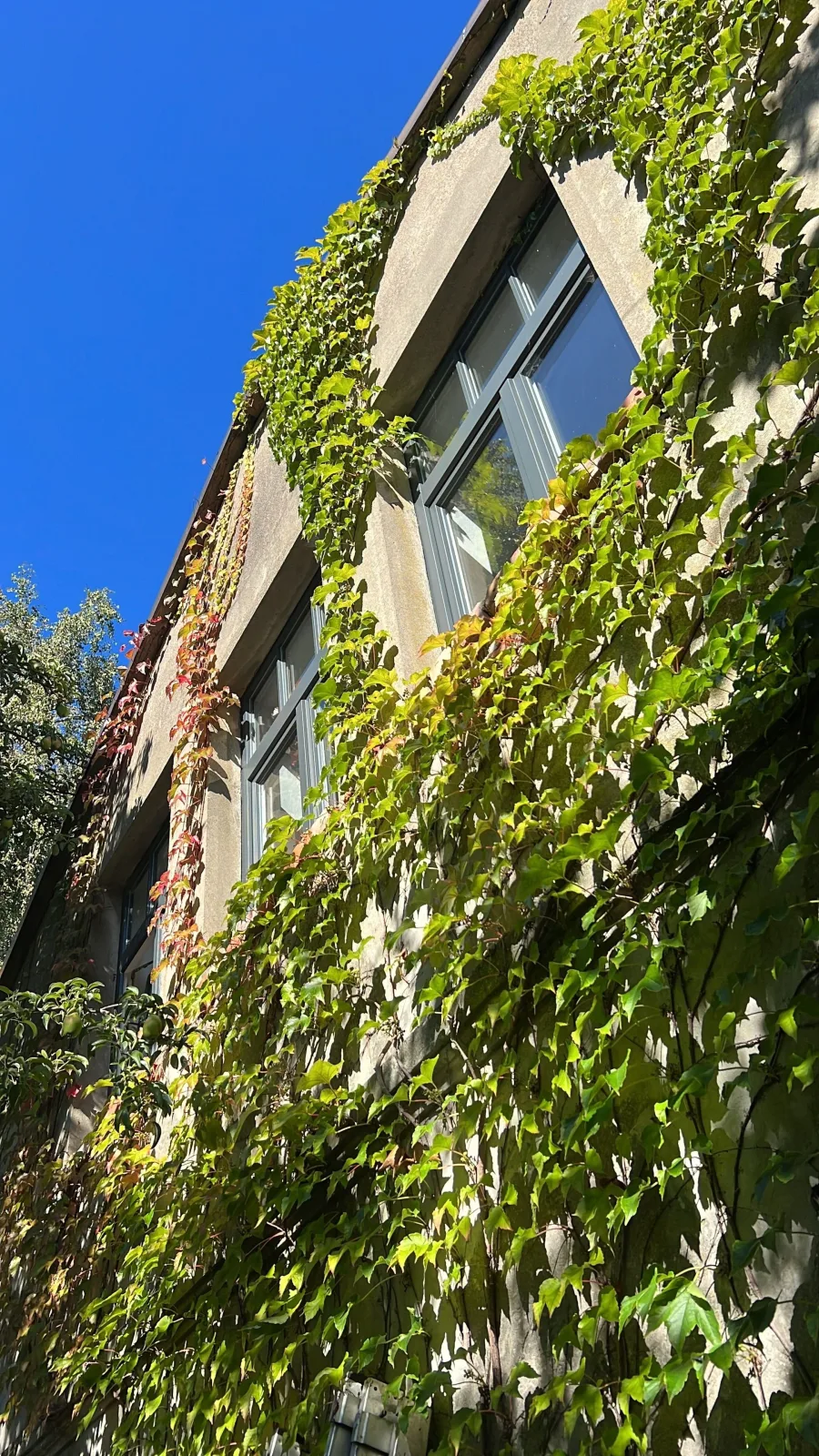 Alte Büdnerei  - "Gartenappartement"