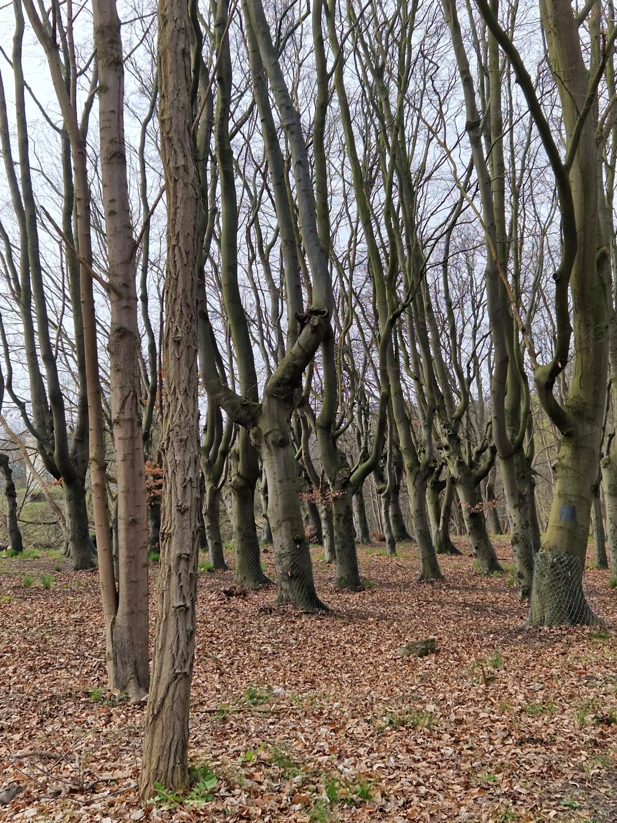 Ferienhaus Köhler am Walde, Urlaub mit Hund, Lütow