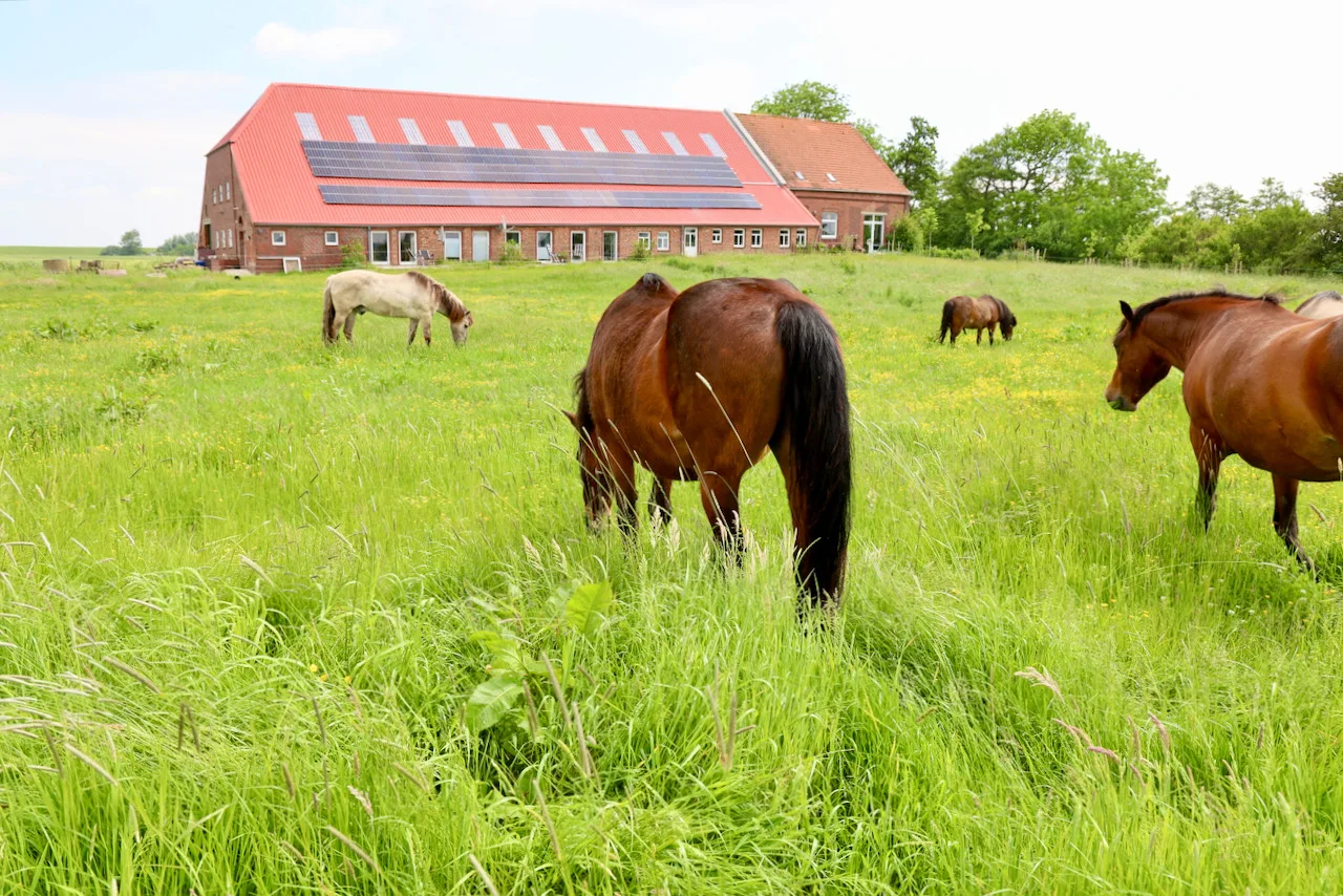 Sömmerland, Exklusive 4-Sterne-FeWo von 2024, Sonnenterrasse, 150 m zur Nordsee, eigener Zugang