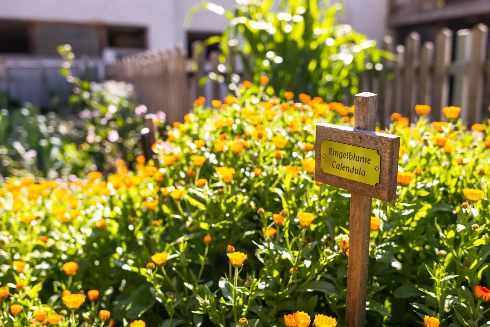 Familienurlaub am Bauernhof mit Tieren, Natur & Frühstück , Dolomit