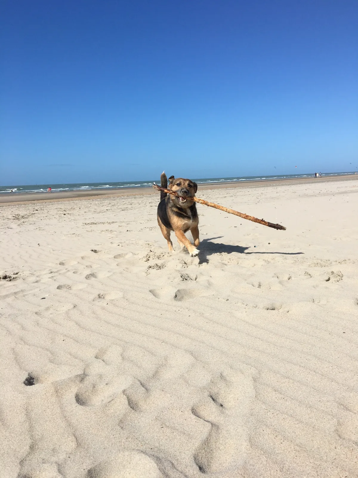 NORDSEE-GLAMPING * Mobilheim / Chalet 2416