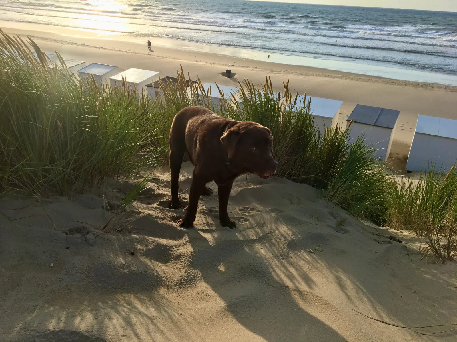 NORDSEE-GLAMPING * Mobilheim / Chalet 2416