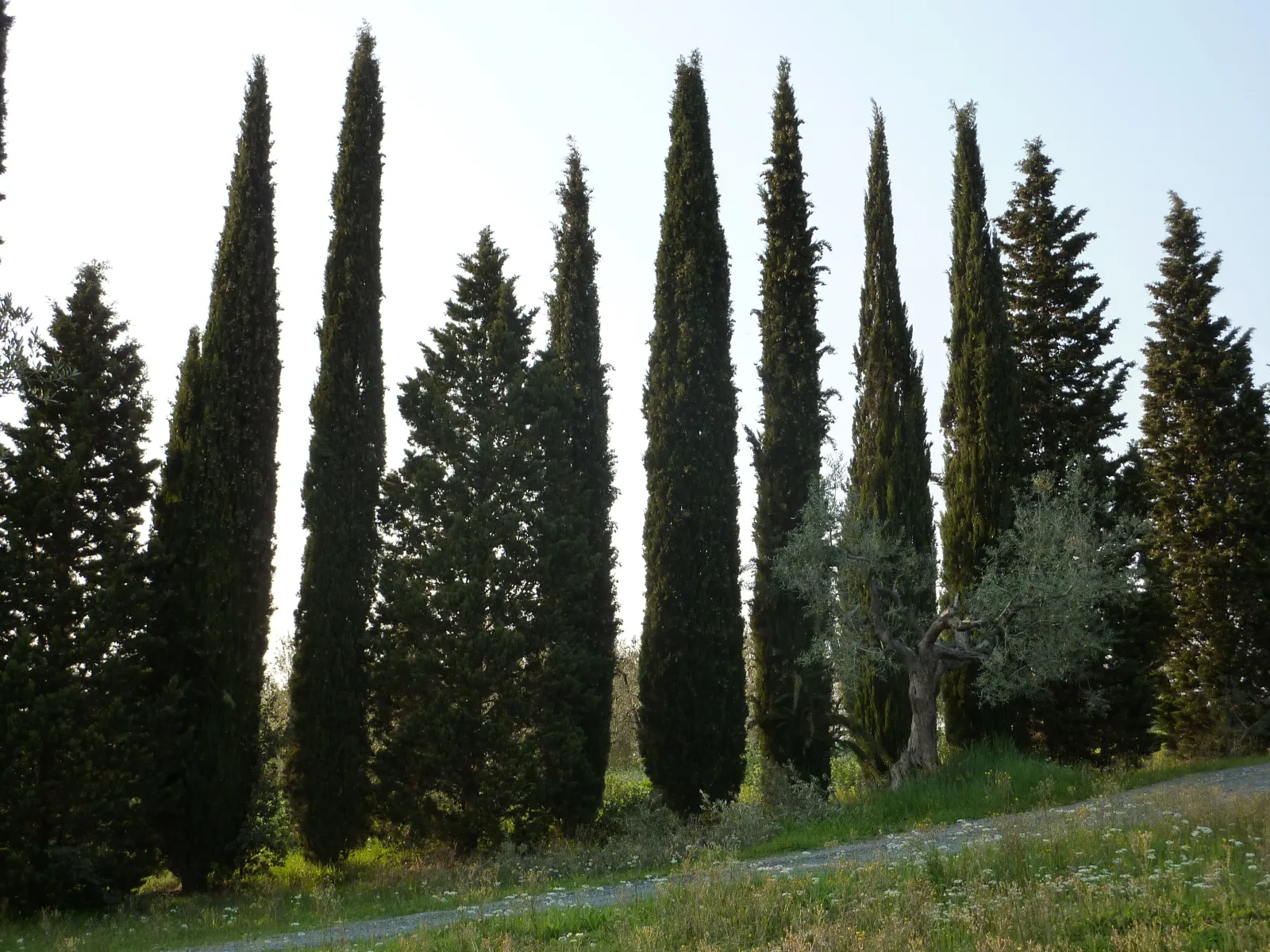 Podere Mulino Vecchio