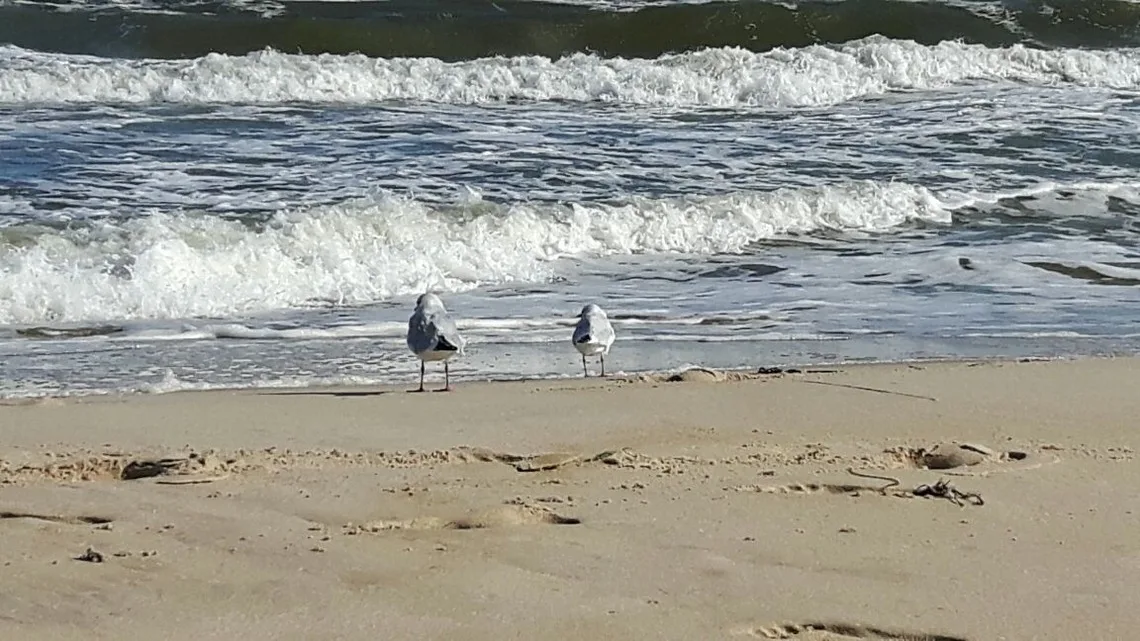 Dünenhaus Südstrand, 4-5 Fußminuten zum Strand Blick über Hügellandschaft zur Ostsee, Schwimmbadnutzung inklusive
