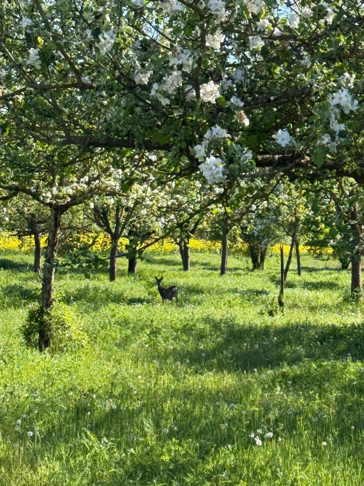 Ferienwohnung am Weinberg