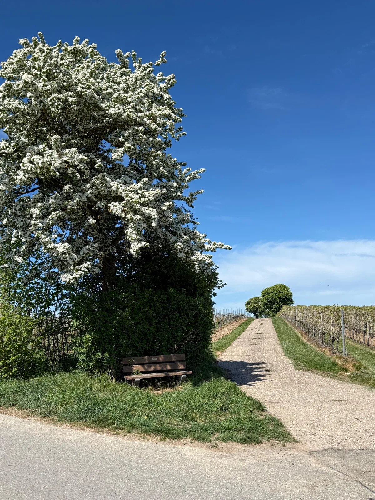 Ferienwohnung am Weinberg