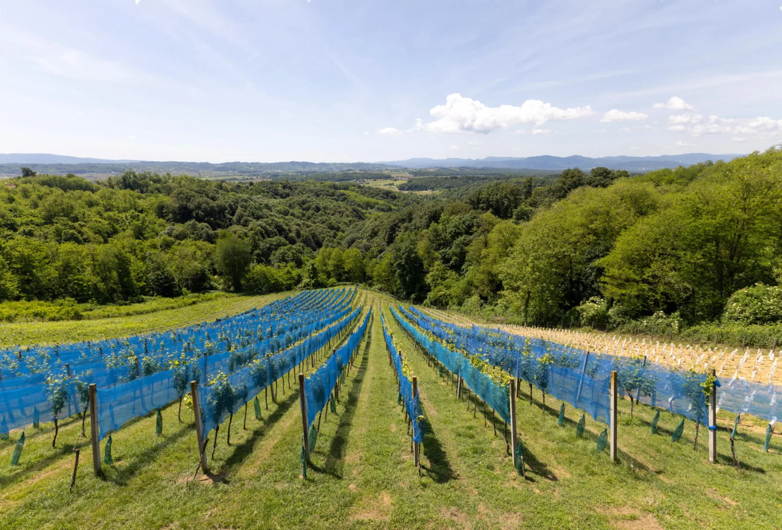 Weingut Lipej - Riesling