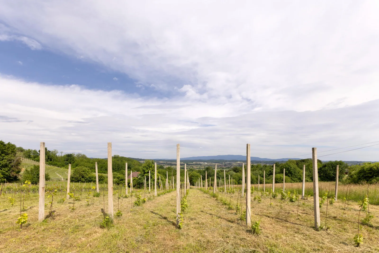 Weingut Lipej - Riesling