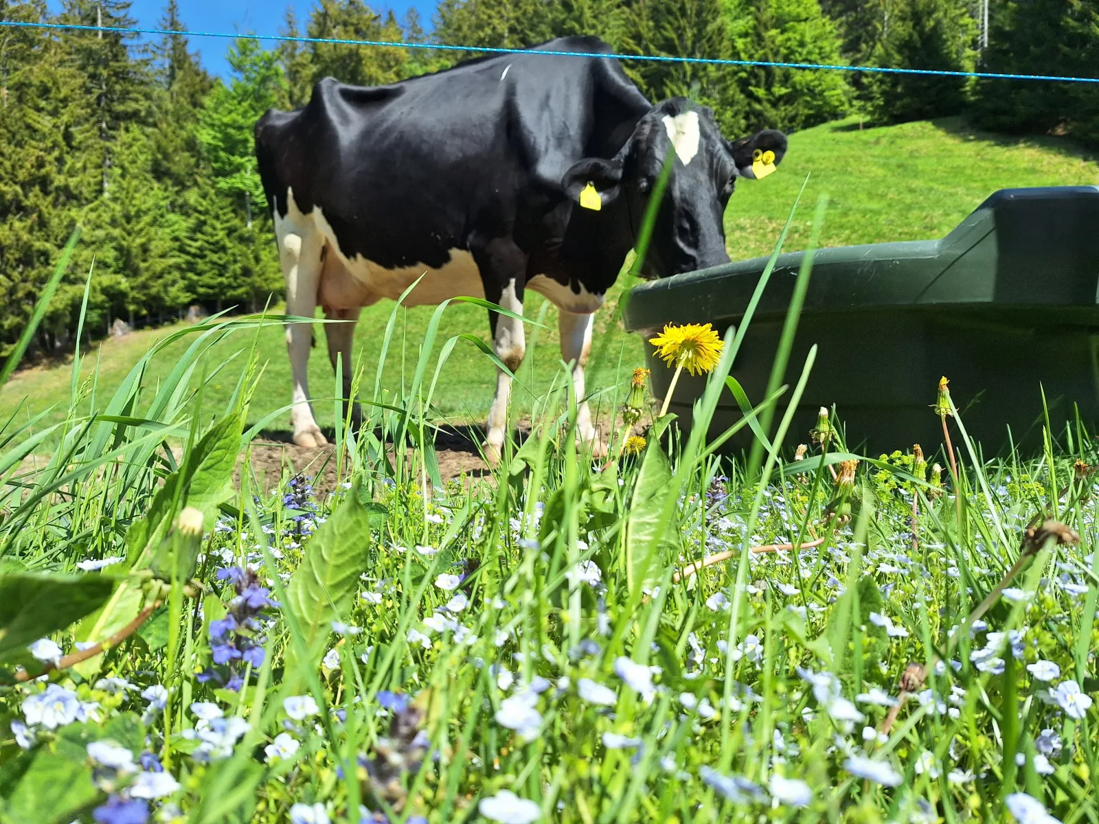 Ferienhof Sonne Allgäuer