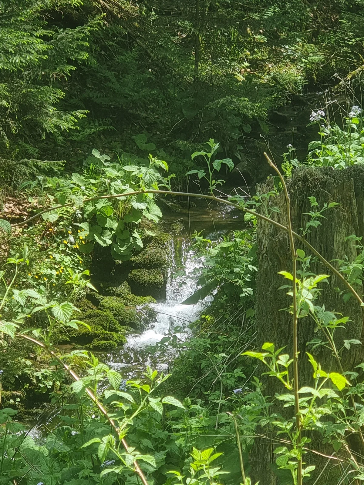 HochDrei - Hahnenklee