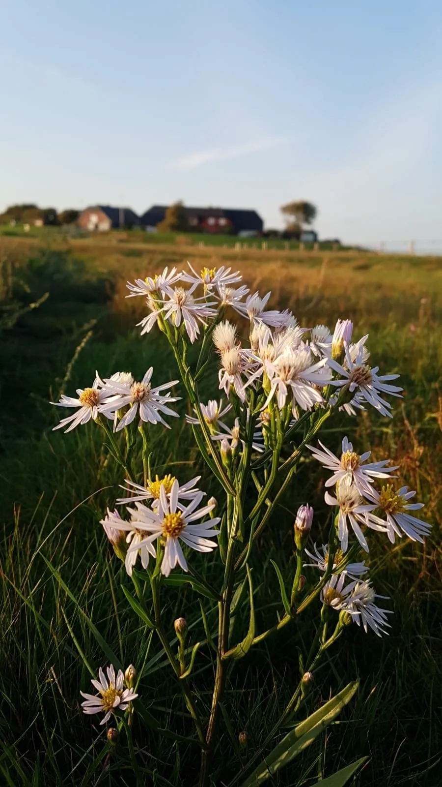 HaRE Ferienwohnung twee