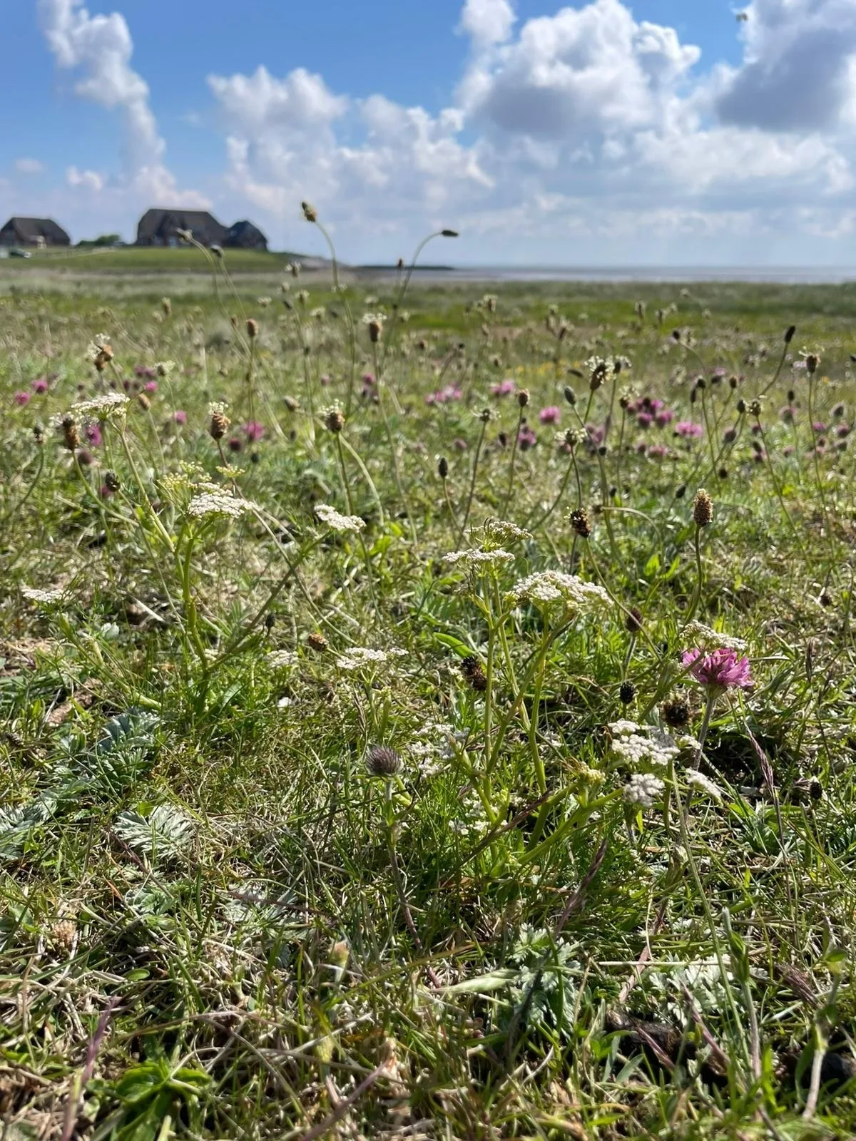 HaRE Ferienwohnungen VEER