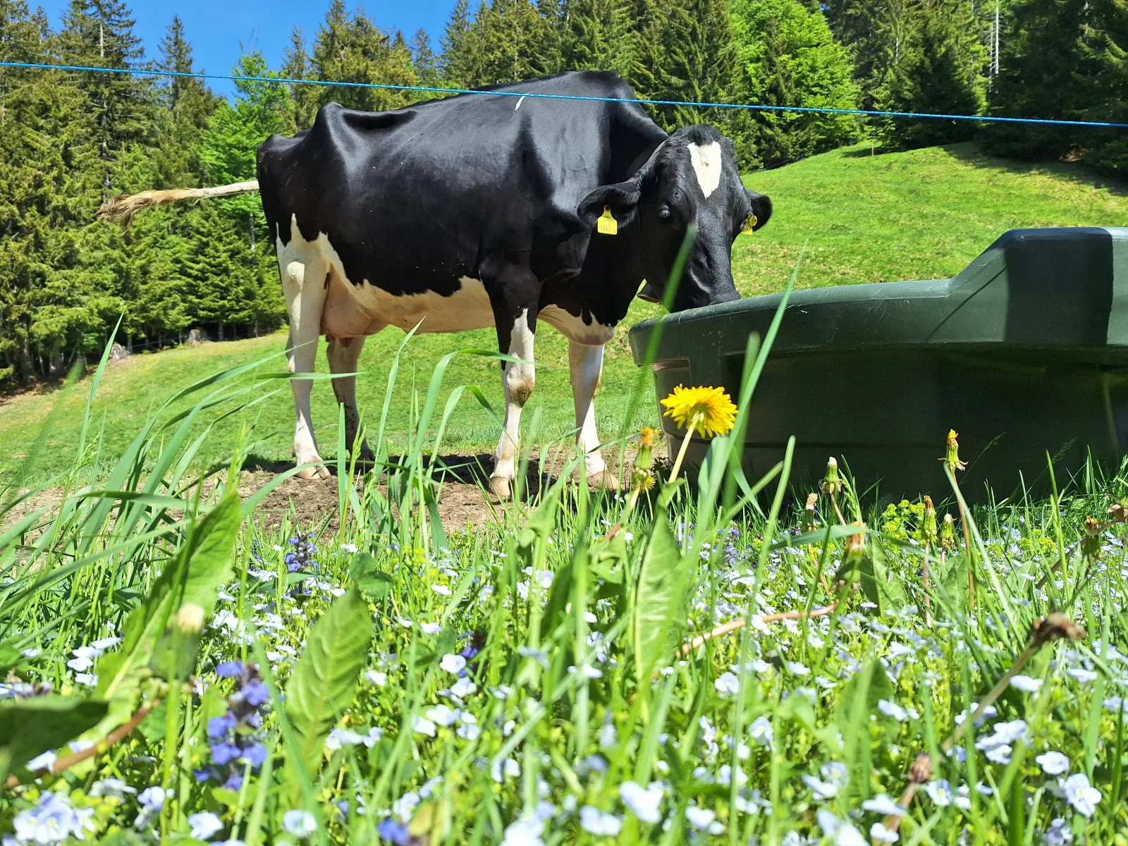 Ferienhof Sonne Wälderin